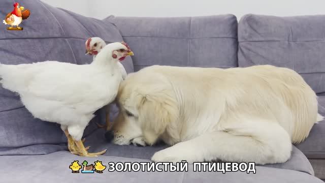 Щенок с цыплятами и утятами 🐤🦆🐶 Золотистый ретривер птицевод ❣️🥰😂 (14)