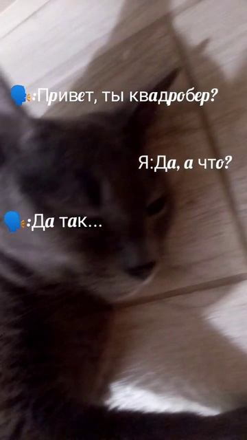 Я от тебя... Чую беду😨. #Вегас. #Умпа_Лумпа. #квадробика   😨😨🐾🐾🌃🌃