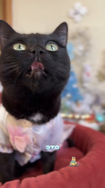 Как вы провели выходные?😸
