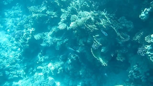 Гигантская мурена. Часть 1. Красное море. Шарм-эш-Шейх. Шаркс-Бей. 2024