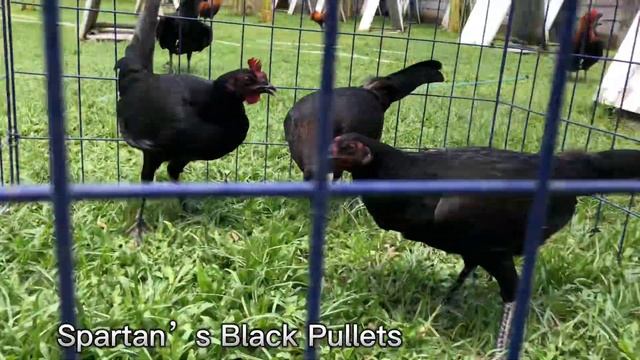 Spartan’s Black over Black Hennie Pullets Last Season | Oronce Brothers | Signature line