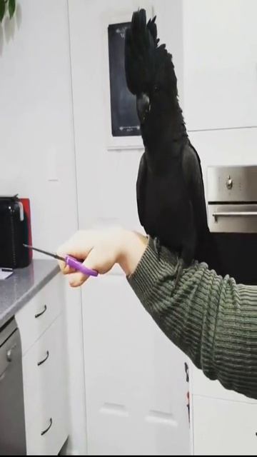 Cute black cockatoo sound | black cockatoo | #cockatoo #shorts