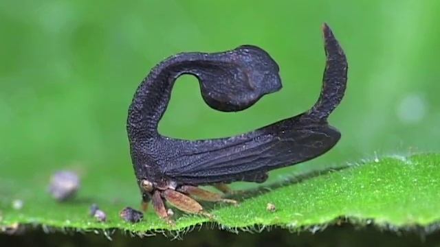 Treehoppers Are Fun Little Bugs