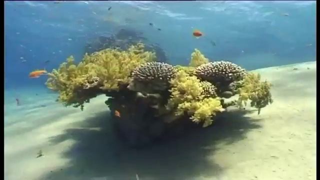 Mister Diver Presentation