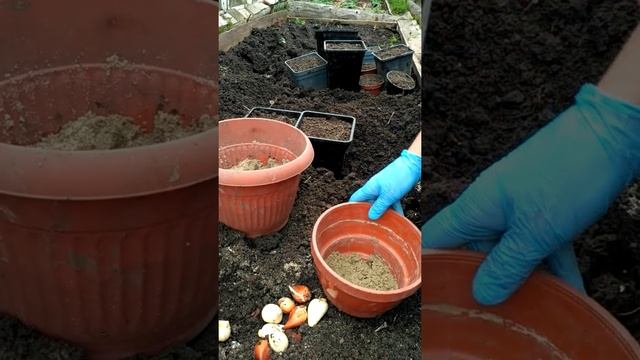 ТЮЛЬПАНЫ ПОД ЗИМУ В ГОРШКИ l ЦВЕТУЩИЕ БУКЕТЫ ВЕСНОЙ НА ТЕРРАСЕ!
