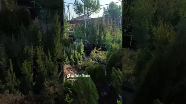 Совет для начинающих дачников. Много и часто туй удобрять не надо . #сад #дача #garden
