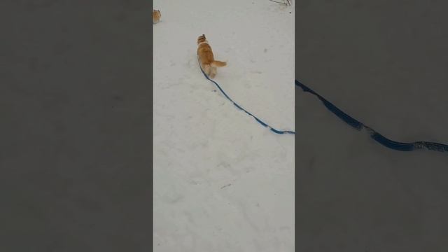 petal_20250126_145808.mp4