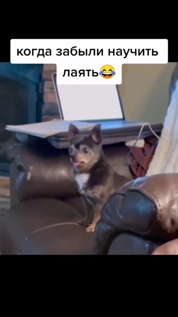 Смешной момент, юмор, прикол