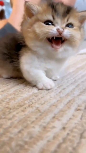 Очень милый котенок. Само очарование #shorts #животные #кошки #котенок #animals #funnykittens