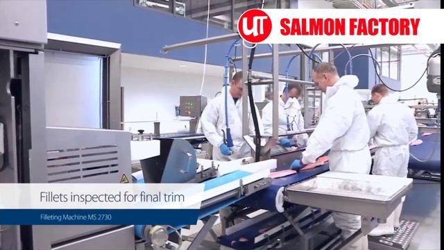 How Salmon Fillet Are Made in Factory | How It's Made ▶01