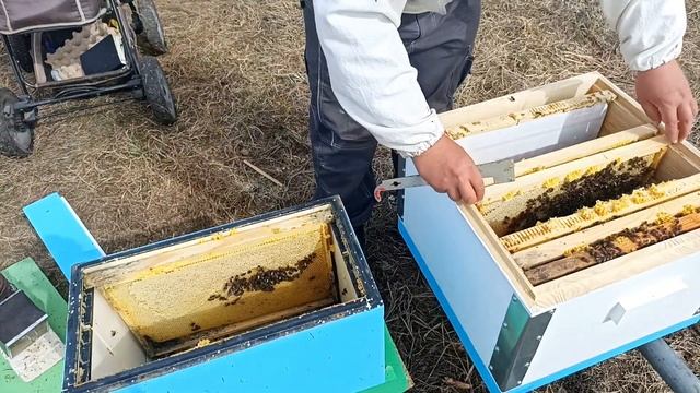 Как перезимовали пчёлы в шестирамочниках ППС на улице? Пчеловодство!