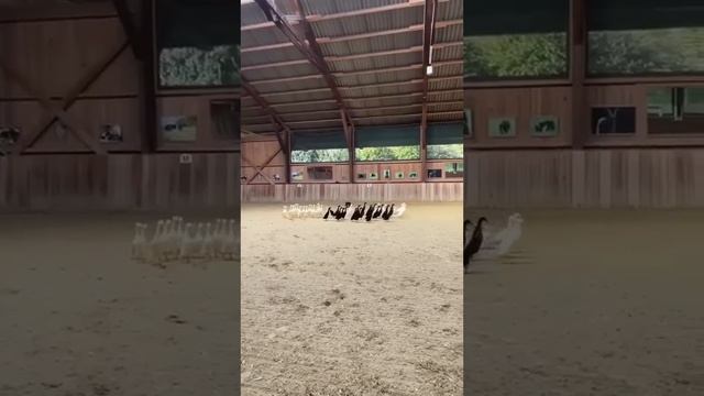 КОЛЛИ ДЕЛЯТ УТОК ПО ЦВЕТАМ
