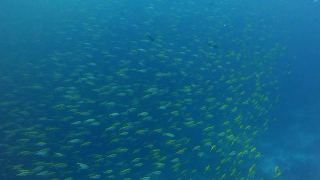 Manta, Turltes and sharks