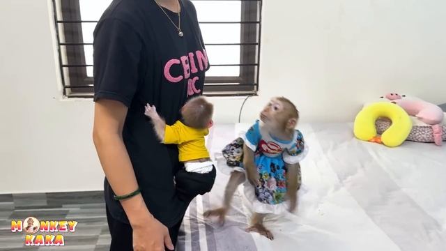 Monkey Kaka and Mit are angry because Diem is fighting over the cradle