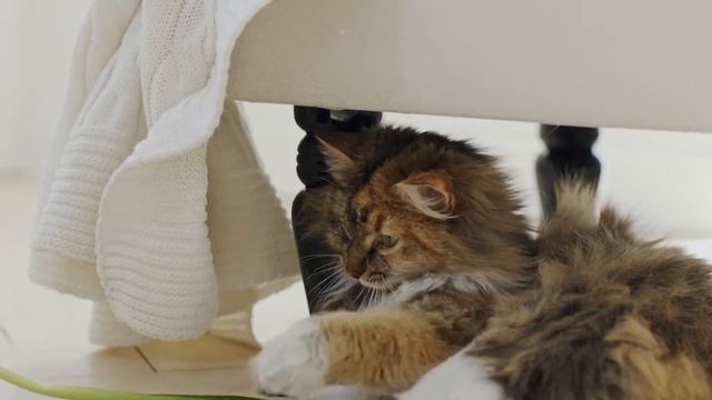 Мона - CatsEkb