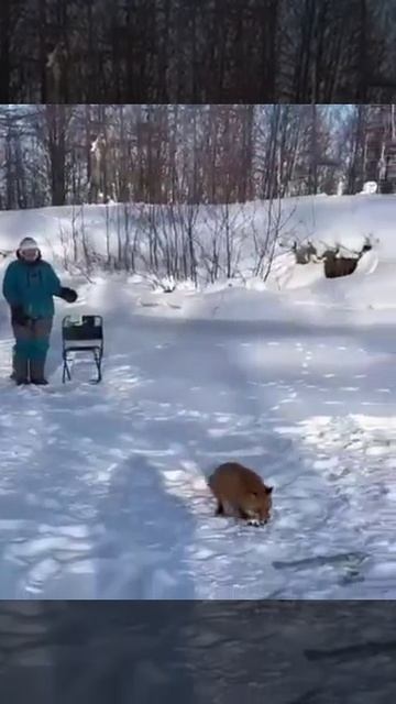 Рыбачка лиса