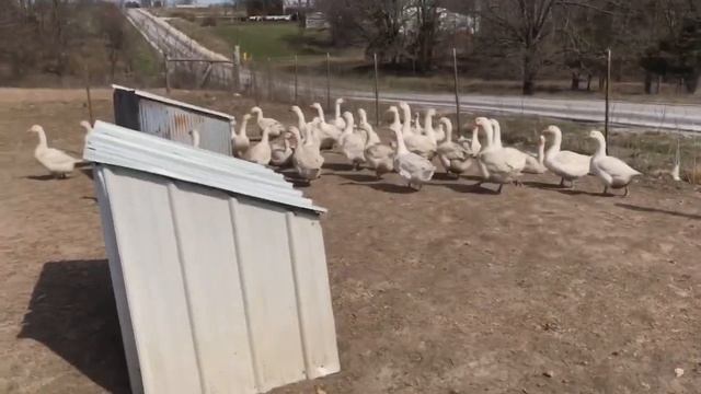 Barn Yard Geese | Cackle Hatchery
