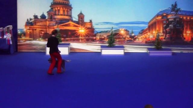 Афанасьева Ирина Австралийский хилер Аркобалено Селесто Андор Луч Надежды Андор Дебют-НТМ