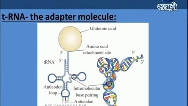 Educational Programme | Class XII : Sci | Sub - Biology | Molecular Basis Of Inheritanc | 22.01.202