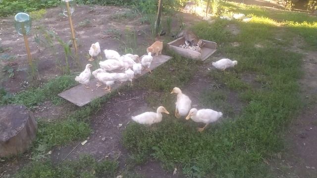 Деревенские воспоминания.@1.
