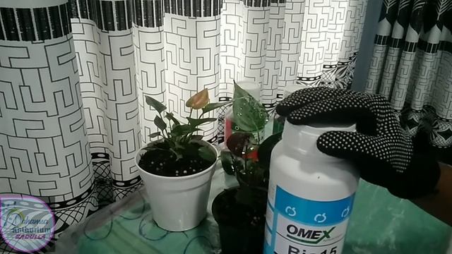 supermax N වෙනුවට විසදුමක්.. #fertilizer #anthurium #smallplants