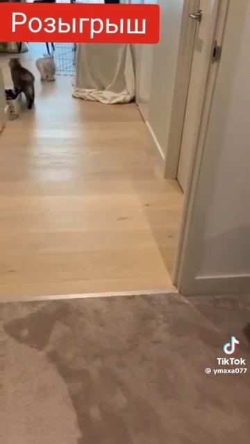 Приколы