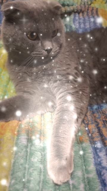 🔴КОТ СМОКИ