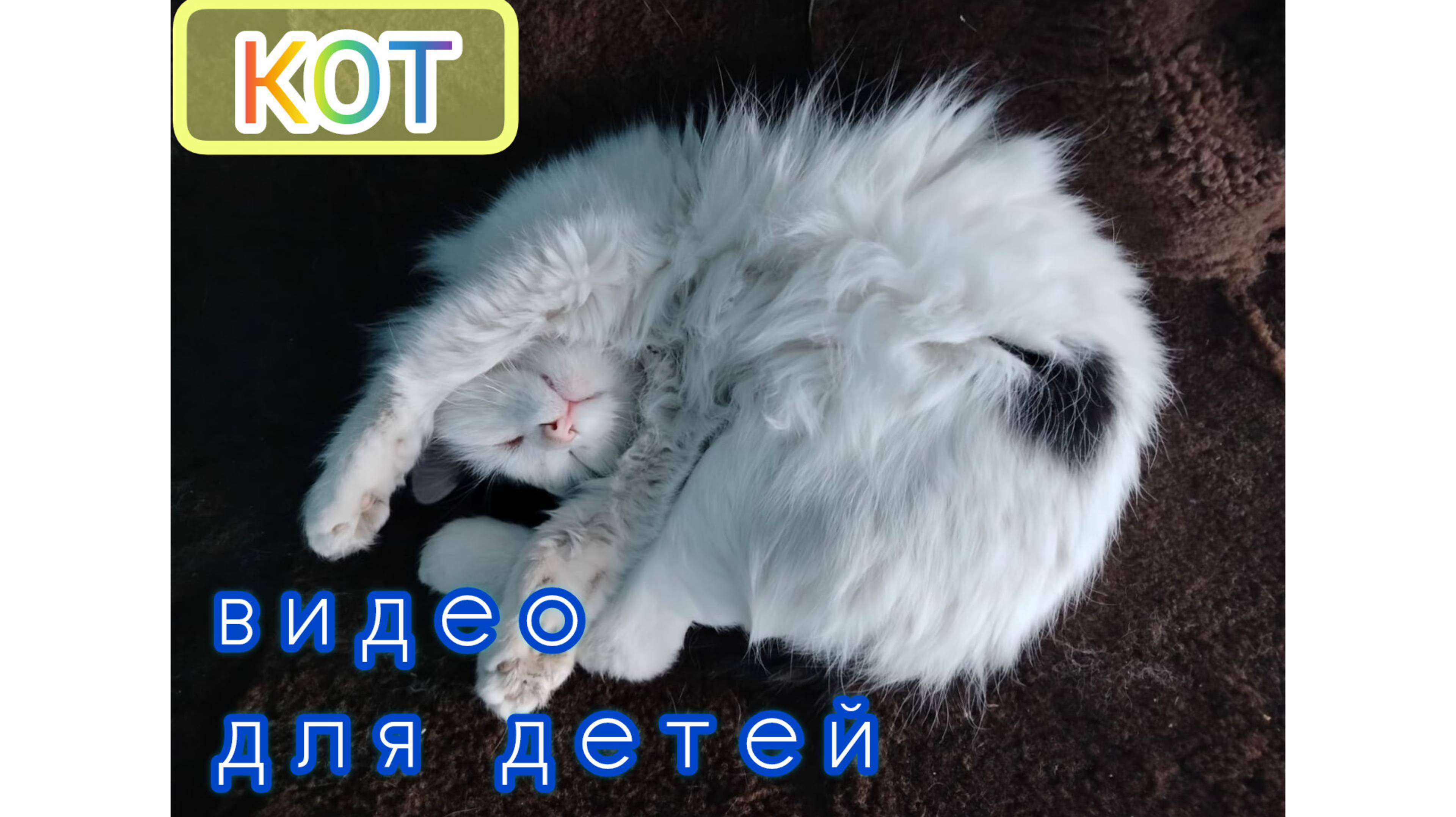 "Где лапы у кота?" видео-ролик для детей