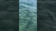 Пляж Куба Варадеро, Melia Peninsula Varadero, 4.06.2021