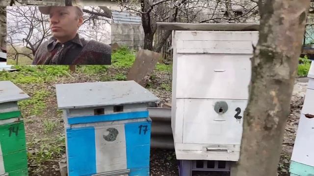 Экстремальное пчеловодство. Пасеке конец.