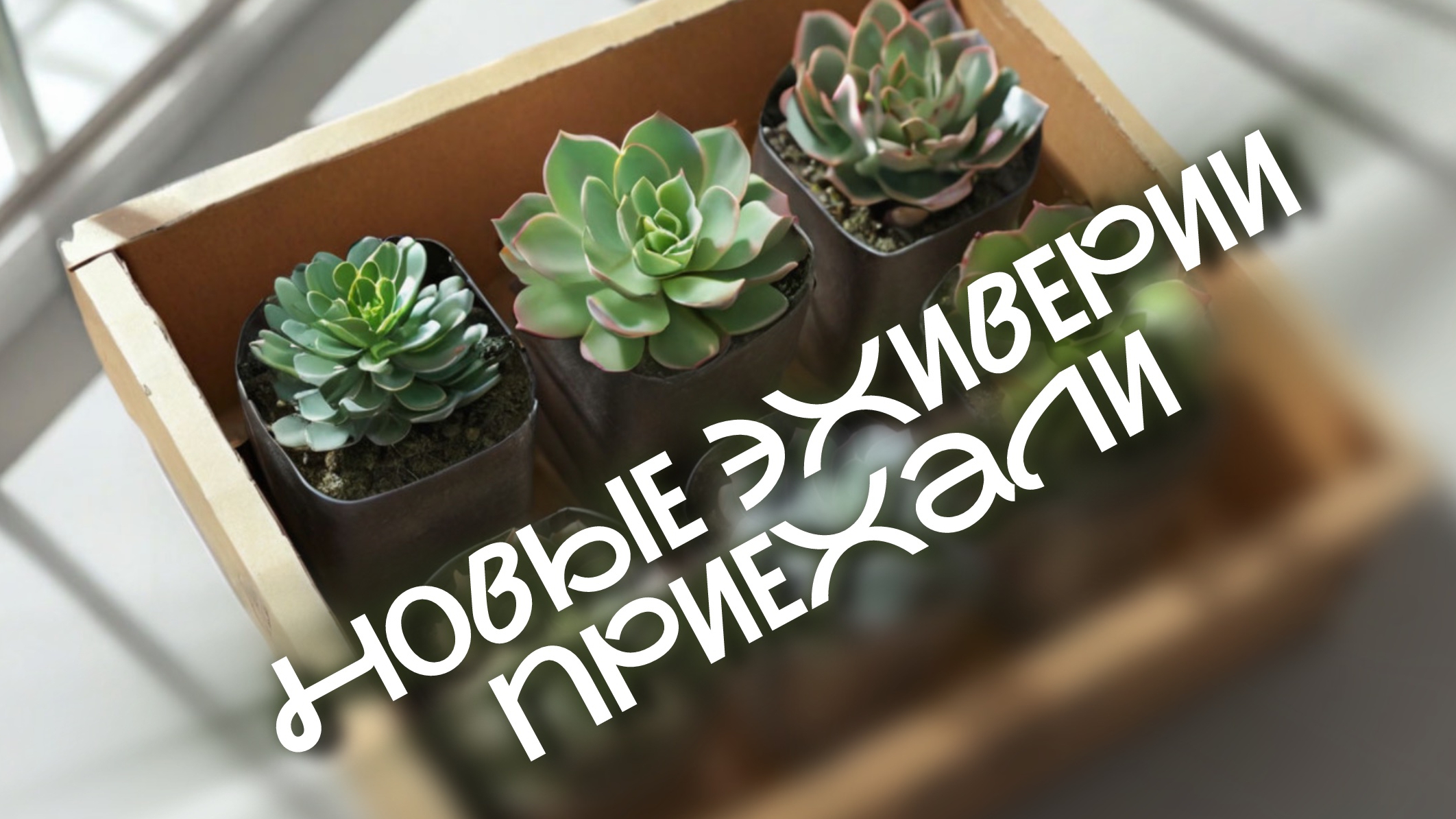 Посылка с новыми суккулентами
