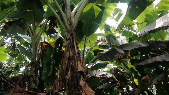 Plantain farm in Island of Malabo Equitorial Guinea.