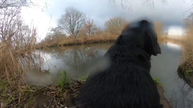 GoPro Fetch with GoPro Max - Epic Walkies