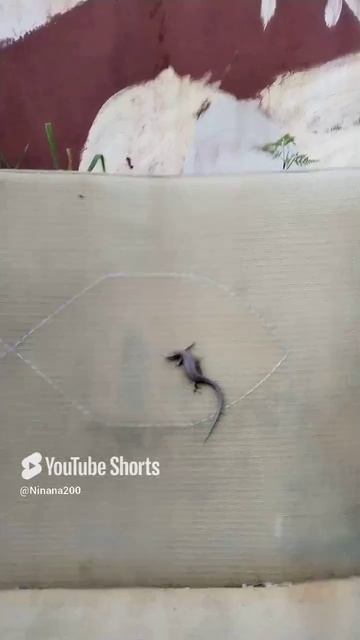 Ящерка 🦎 на диване. #шорты #короткиевидео #нинана200надаче