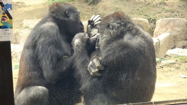 Gorilla◆Pity babyhood. Gentaro is now healed by Mom.【Momotaro family