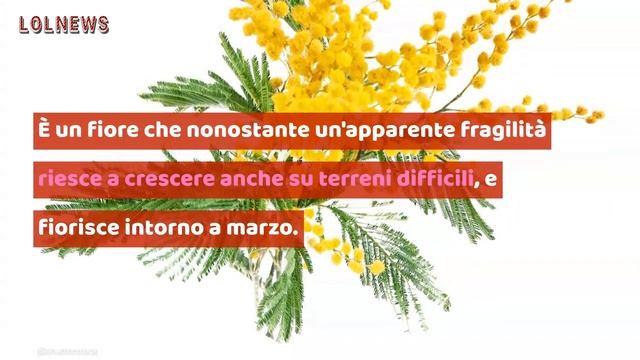 Festa della Donna: perché si regala la mimosa