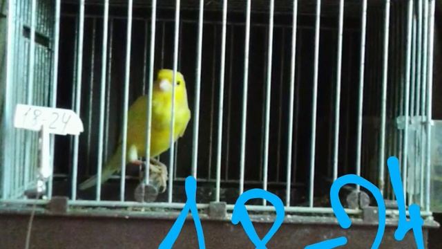 Ватерслагер