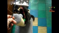 Из жизни замечательных котиков Буся Уделяет время модным тренировкам