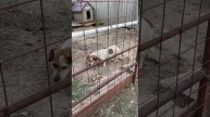 Кормёжка Жорика / ГАРДЕЙ И ИВАНЫЧ #shortsvideo #рек #рекомендации #а4 #россия #тренды #топ #ютуб
