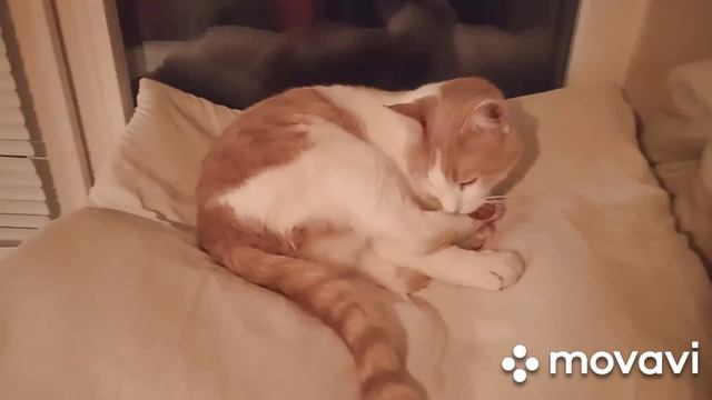 Котик  грызет лапку.