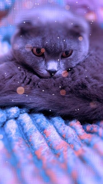 🔴КОТ СМОКИ🔴