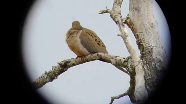 Mourning Dove - Zenaida macroura