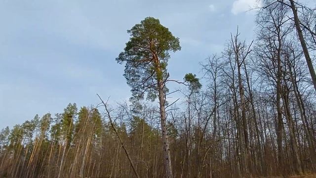 Первый весенний сплав по Б.Кокшаге. Гроза.