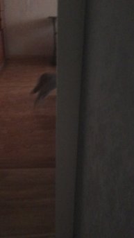 Поскакали с басиком