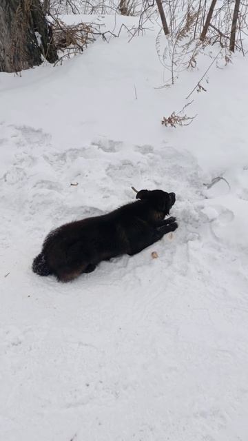 обед