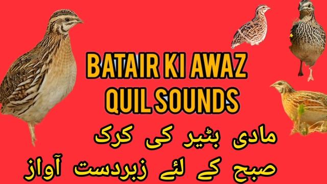 Madi Batair ki kirak مادی بٹیر کی کرک