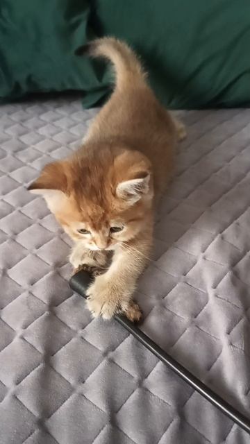 котенок золотая шиншилла