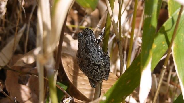 冬眠から覚めて動き出した？ニホンアマガエル Hyla japonica