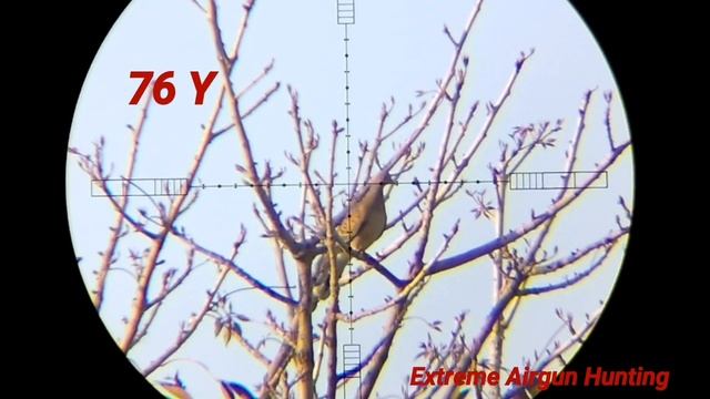 Fx impact mk2 700mm Russian Dove hunt