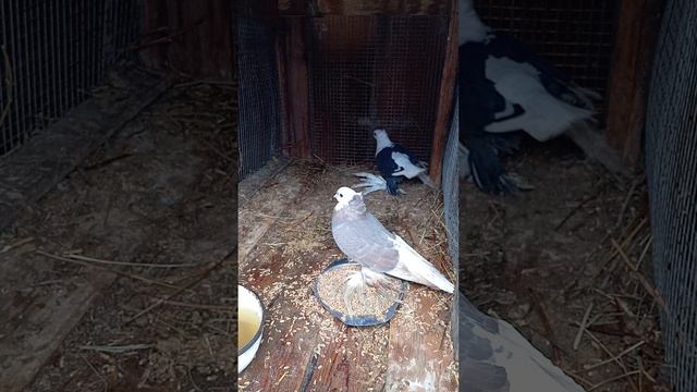 отсадил голубей пароваться